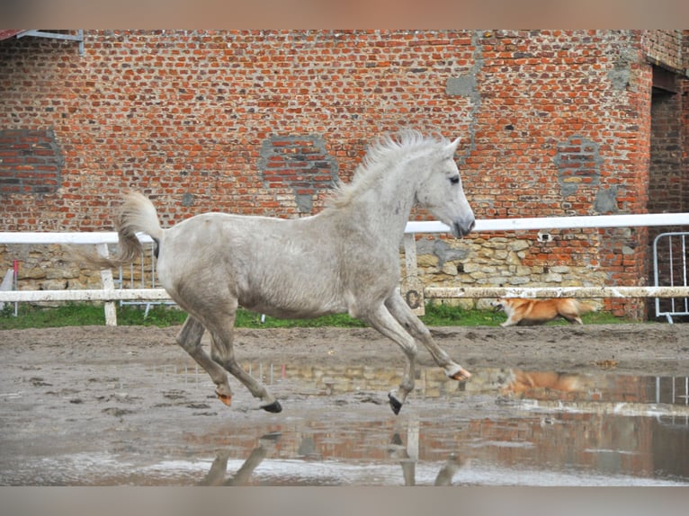 Arabo Shagya Giumenta 16 Anni 155 cm Grigio in Lieu saint amand