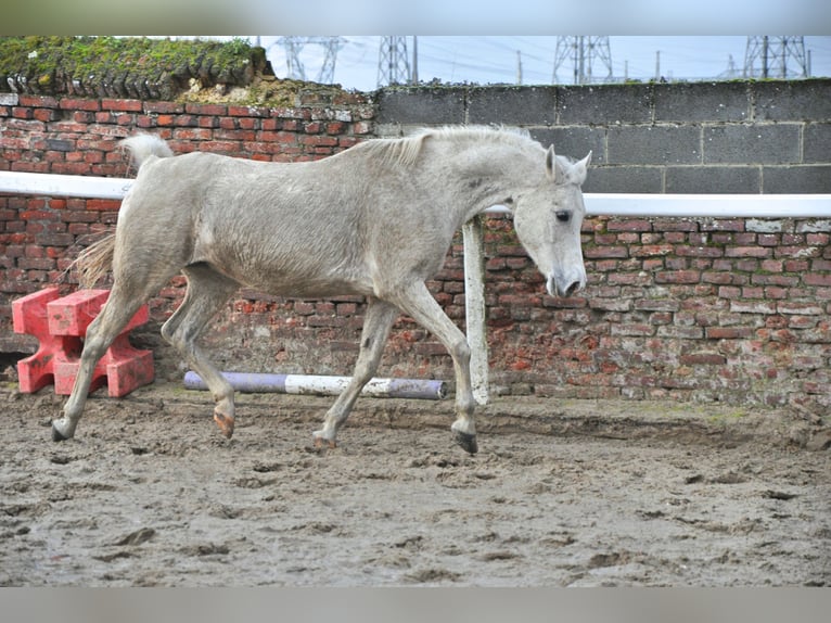 Arabo Shagya Giumenta 16 Anni 155 cm Grigio in Lieu saint amand