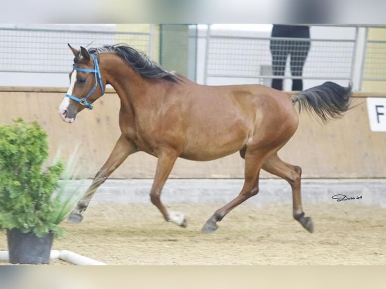 Arabo Shagya Giumenta 19 Anni 150 cm Baio in Tiefenbach