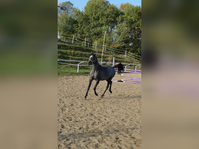 Arabo Shagya Giumenta 1 Anno 155 cm Grigio in Neuhaus in der Wart