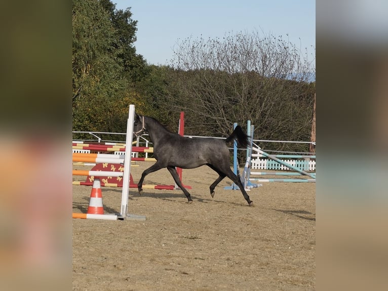 Arabo Shagya Giumenta 1 Anno 155 cm Grigio in Neuhaus in der Wart