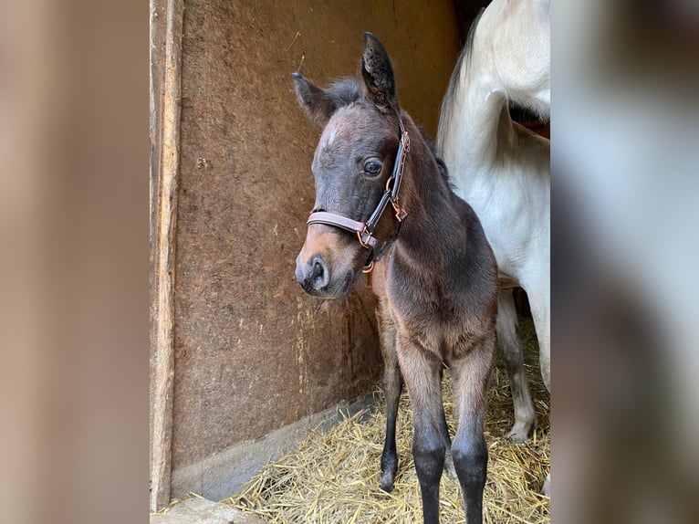 Arabo Shagya Giumenta 1 Anno 157 cm Può diventare grigio in Rotenburg an der Fulda