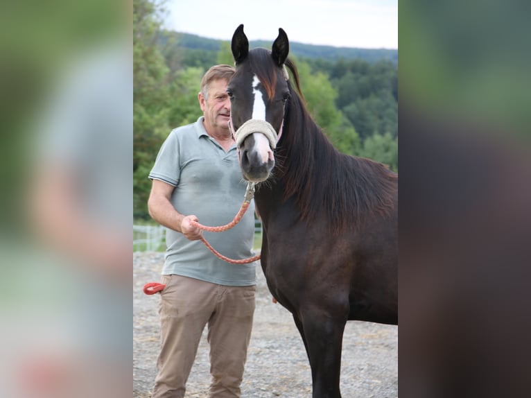 Arabo Shagya Giumenta 1 Anno Grigio in Neuhaus in der Wart