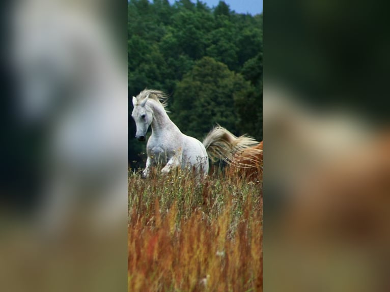 Arabo Shagya Giumenta 20 Anni 160 cm Grigio pezzato in Schorfheide / Gr. Schönebeck