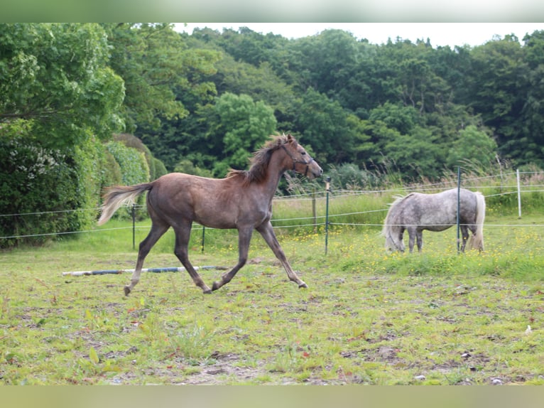 Arabo Shagya Giumenta 2 Anni 153 cm Grigio rossastro in Gl&#xFC;cksburg
