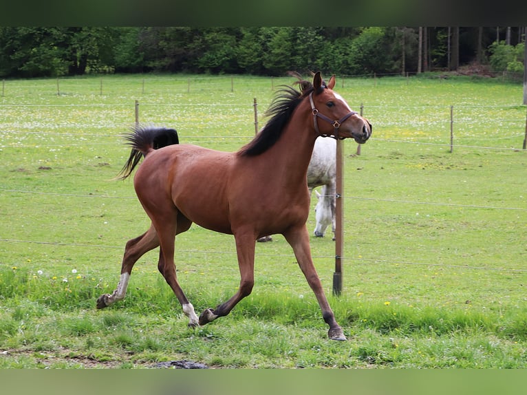 Arabo Shagya Giumenta 2 Anni 155 cm Baio in Ceske Budejovice