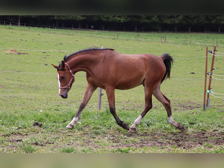 Arabo Shagya Giumenta 2 Anni 155 cm Baio in Ceske Budejovice