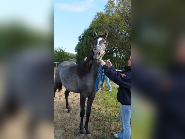 Arabo Shagya Giumenta 2 Anni 155 cm Grigio in Neuhaus in der Wart