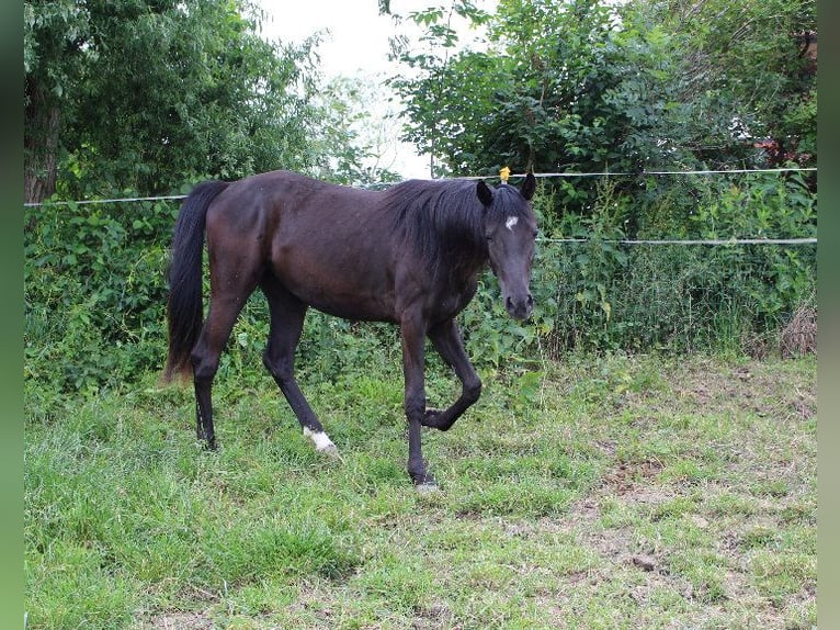 Arabo Shagya Giumenta 2 Anni 160 cm Morello in Tiefenbach