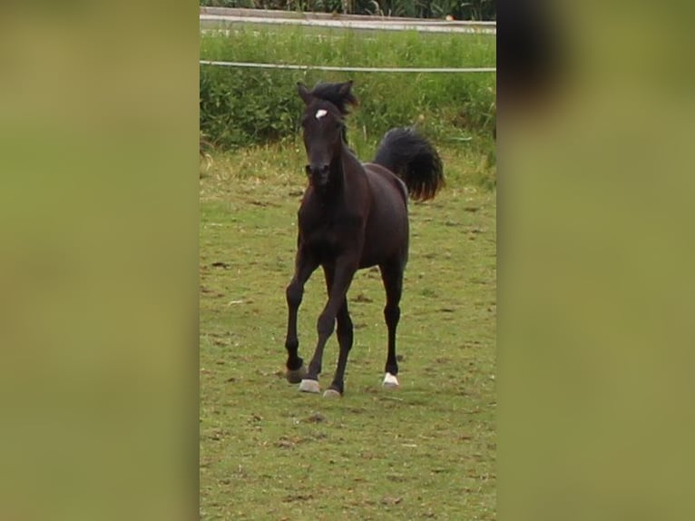 Arabo Shagya Giumenta 2 Anni 160 cm Morello in Tiefenbach