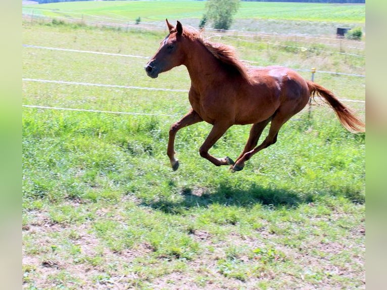 Arabo Shagya Giumenta 2 Anni 160 cm Sauro in Tiefenbach