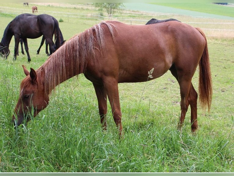 Arabo Shagya Giumenta 2 Anni 160 cm Sauro in Tiefenbach