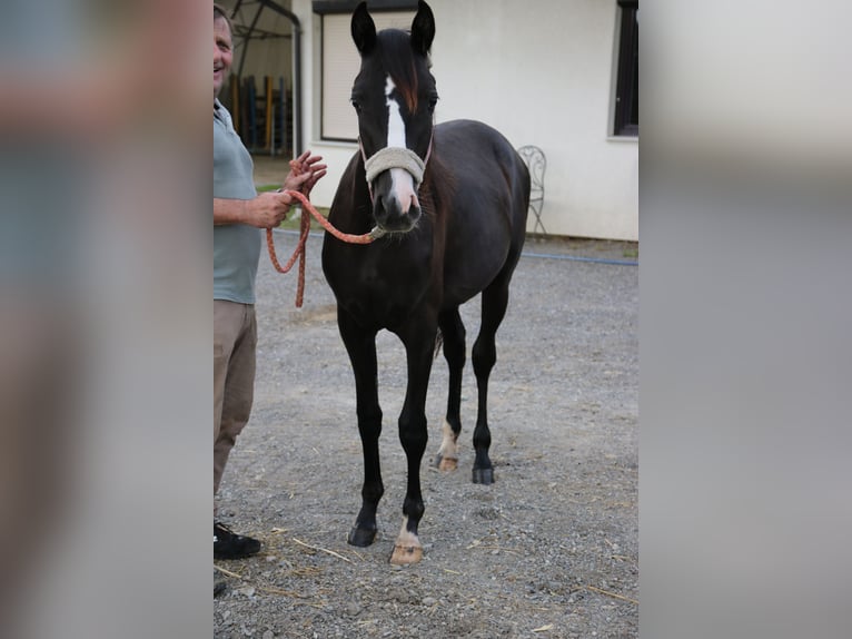 Arabo Shagya Giumenta 2 Anni Grigio in Neuhaus in der Wart