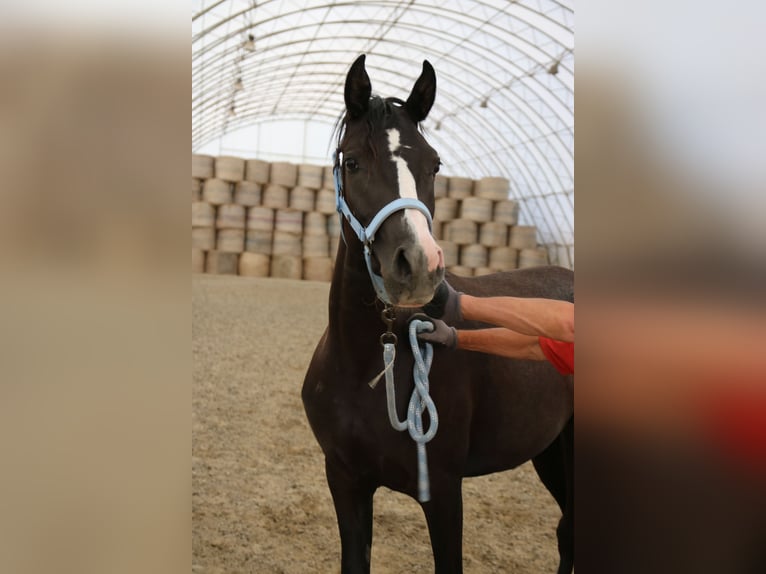 Arabo Shagya Giumenta 2 Anni Grigio in Neuhaus in der Wart