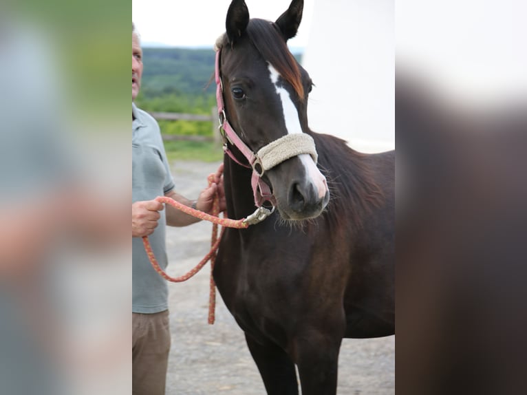 Arabo Shagya Giumenta 2 Anni Grigio in Neuhaus in der Wart