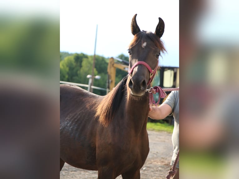 Arabo Shagya Giumenta 2 Anni Morello in Neuhaus in der Wart