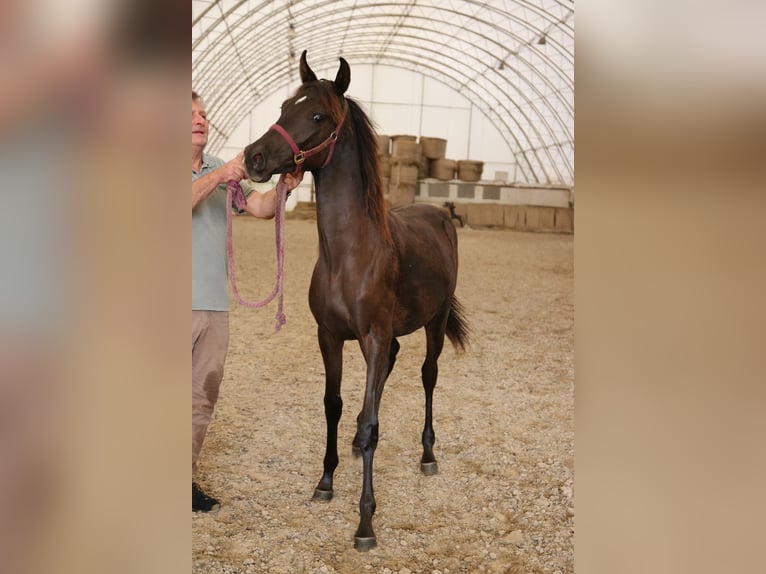 Arabo Shagya Giumenta 2 Anni Morello in Neuhaus in der Wart