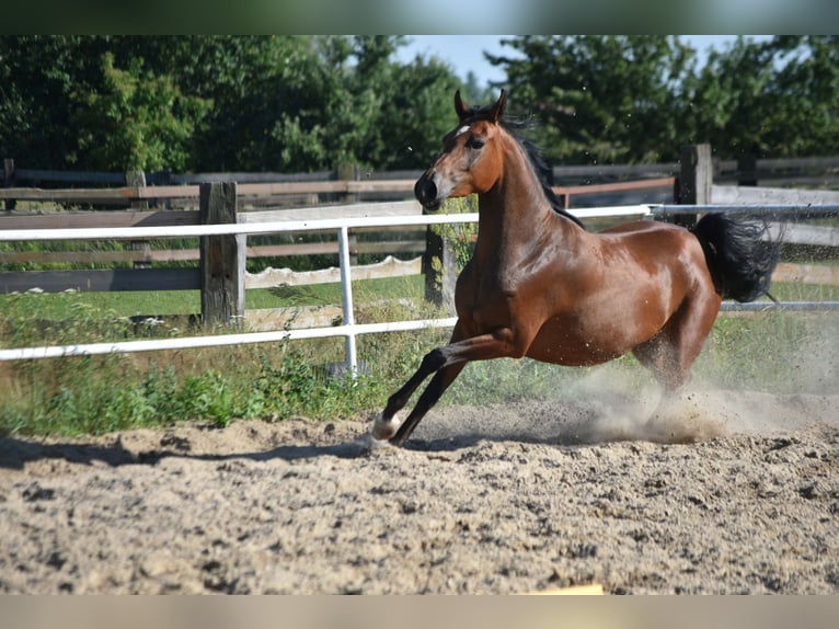 Arabo Shagya Giumenta 3 Anni 150 cm Baio in Główne