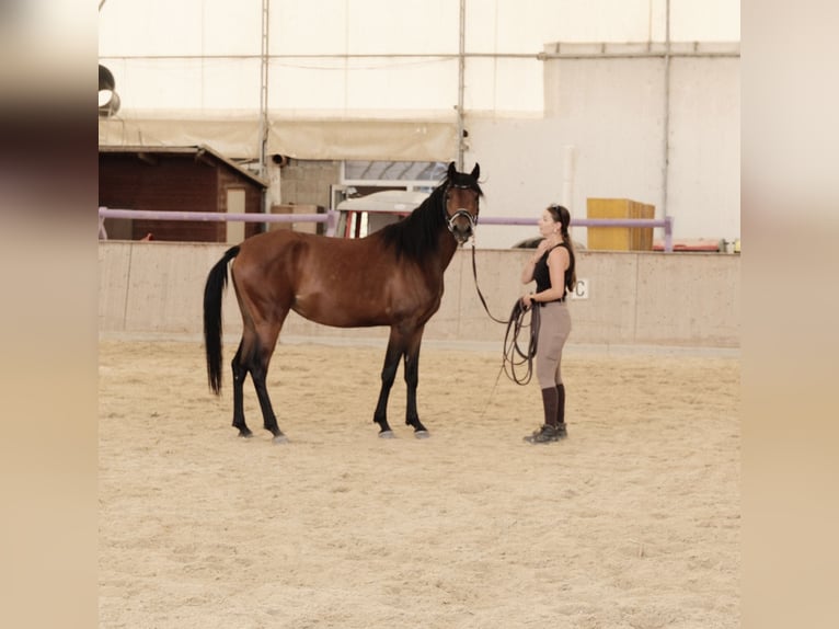 Arabo Shagya Giumenta 3 Anni 155 cm Baio in Neuhaus in der Wart