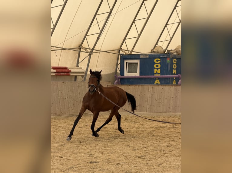 Arabo Shagya Giumenta 3 Anni 155 cm Baio in Neuhaus in der Wart