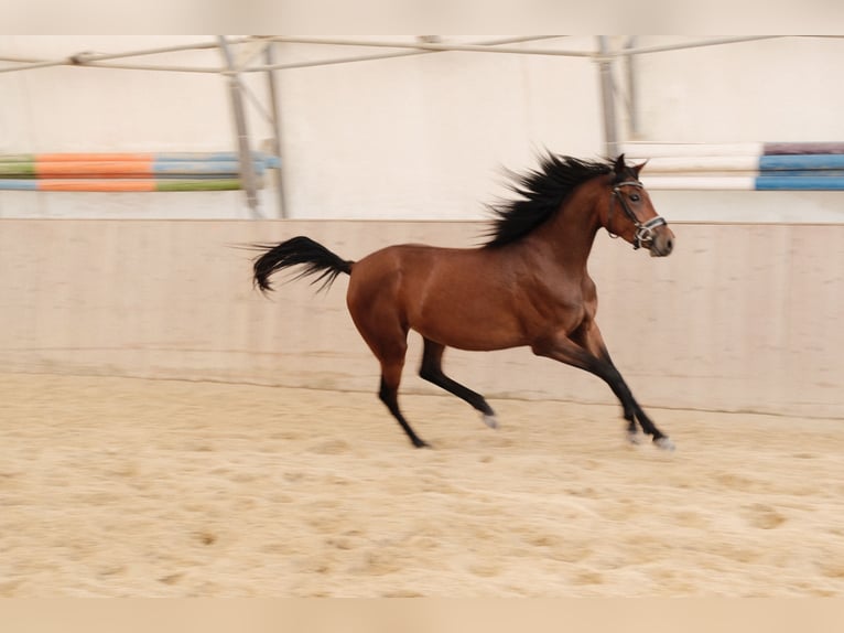 Arabo Shagya Giumenta 3 Anni 155 cm Baio in Neuhaus in der Wart