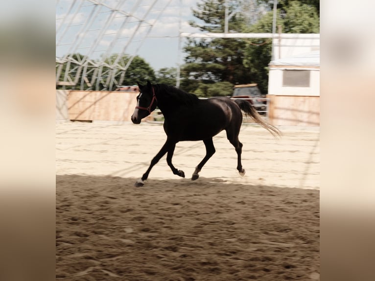 Arabo Shagya Giumenta 3 Anni 155 cm Grigio in Neuhaus in der Wart