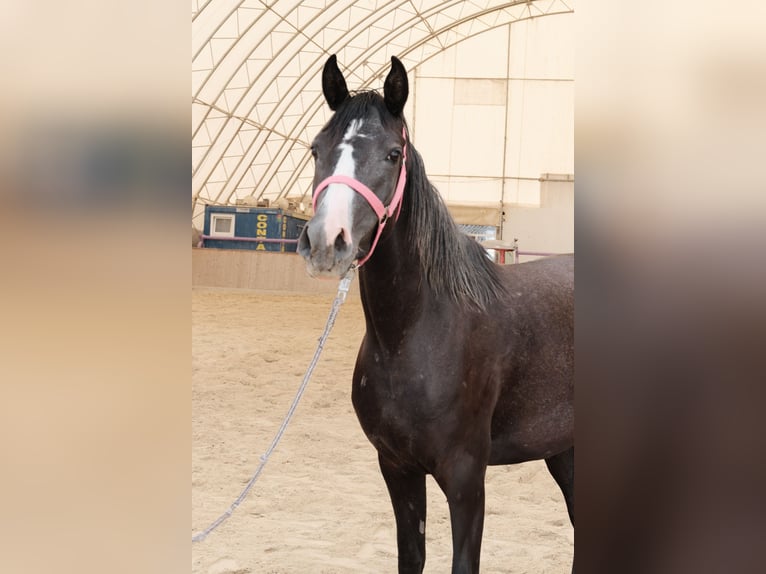 Arabo Shagya Giumenta 3 Anni 155 cm Grigio in Neuhaus in der Wart