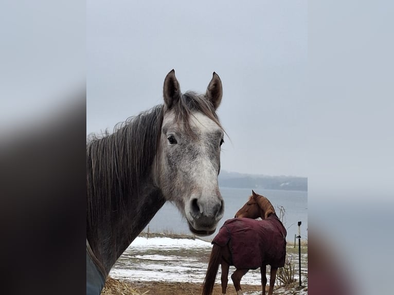 Arabo Shagya Giumenta 3 Anni 157 cm Grigio rossastro in Glücksburg