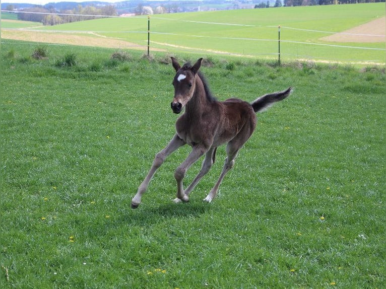 Arabo Shagya Giumenta 3 Anni 160 cm Morello in Tiefenbach