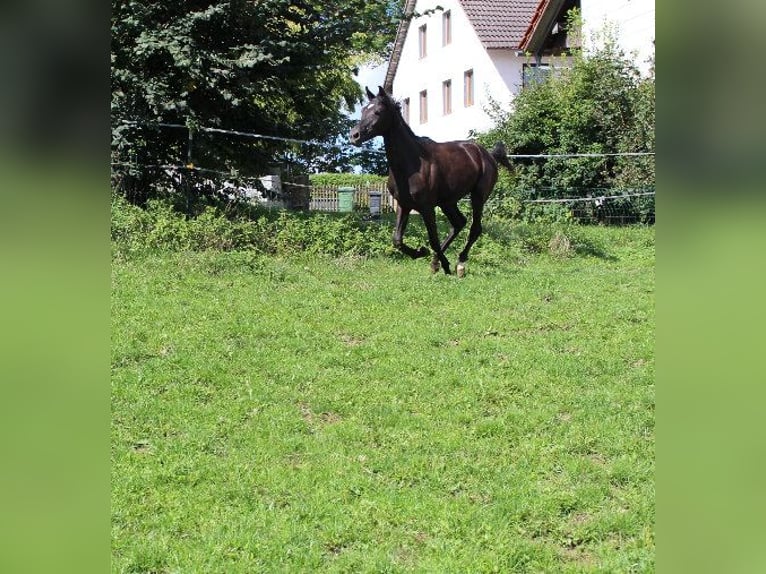 Arabo Shagya Giumenta 3 Anni 160 cm Morello in Tiefenbach