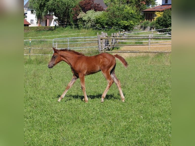 Arabo Shagya Giumenta 3 Anni 160 cm Sauro in Tiefenbach