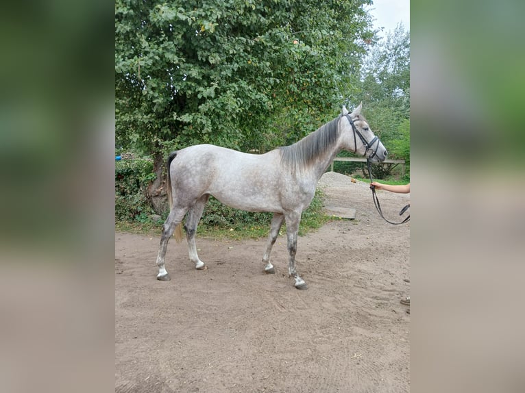 Arabo Shagya Giumenta 3 Anni Grigio rossastro in Glücksburg