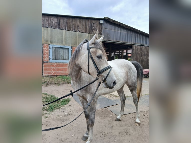 Arabo Shagya Giumenta 3 Anni Grigio rossastro in Glücksburg
