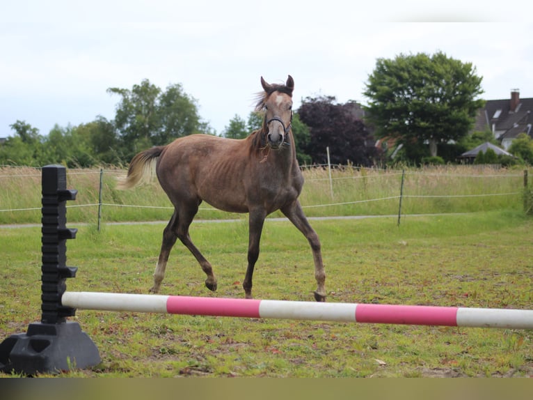 Arabo Shagya Giumenta 3 Anni Grigio rossastro in Glücksburg