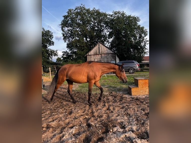 Arabo Shagya Giumenta 4 Anni 145 cm Baio chiaro in Senica