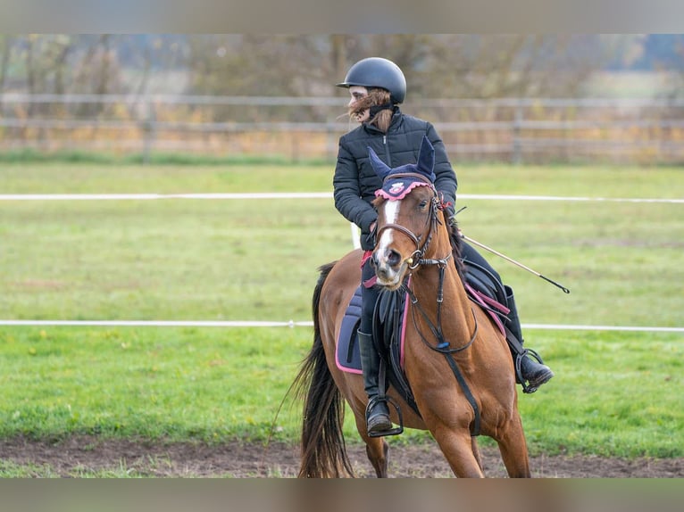 Arabo Shagya Giumenta 4 Anni 145 cm Baio chiaro in Senica