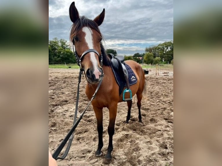 Arabo Shagya Giumenta 4 Anni 145 cm Baio chiaro in Senica