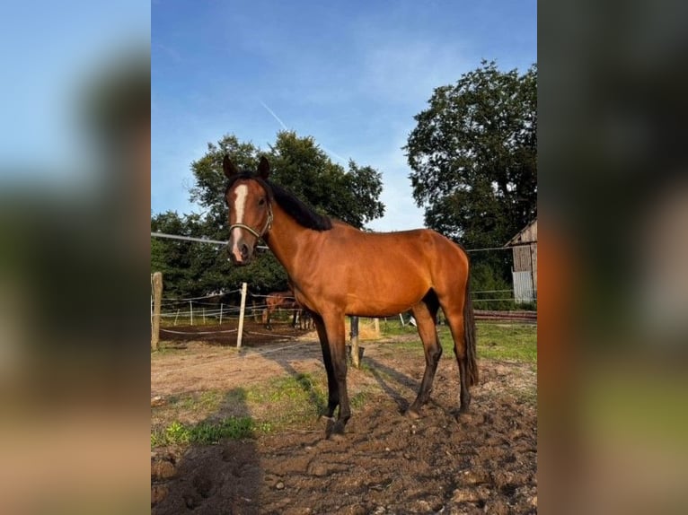 Arabo Shagya Giumenta 4 Anni 145 cm Baio chiaro in Senica