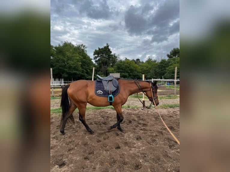 Arabo Shagya Giumenta 4 Anni 145 cm Baio chiaro in Senica