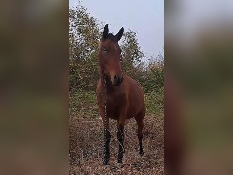 Arabo Shagya Giumenta 4 Anni 156 cm Baio in Bulgaria