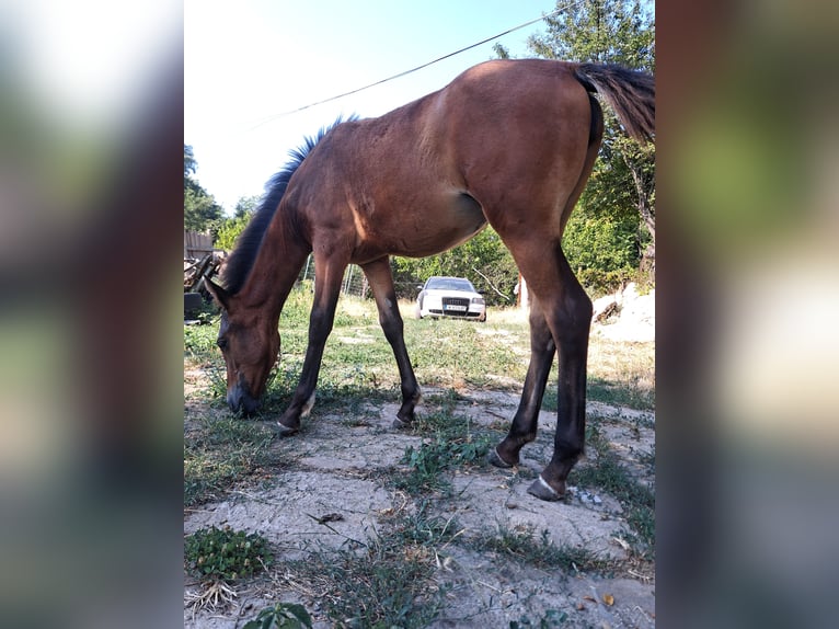 Arabo Shagya Giumenta 4 Anni 156 cm Baio in Bulgaria