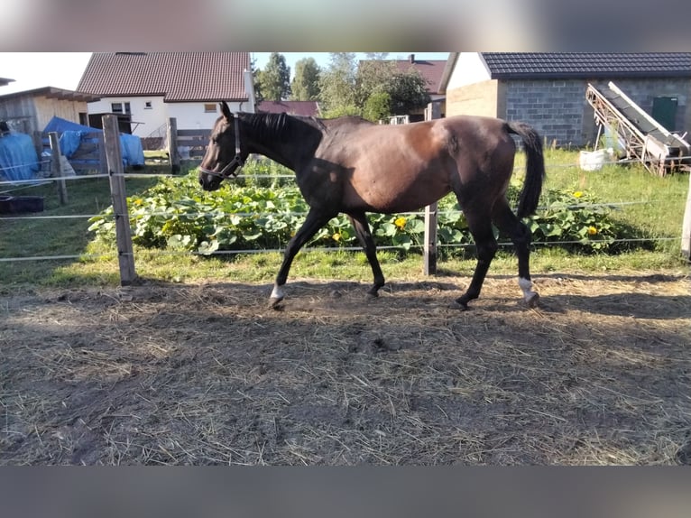 Arabo Shagya Giumenta 4 Anni 160 cm Baio scuro in Kurzacze Arabo Shagya Giumenta 4 Anni 160 cm Baio scuro in Kurzacze