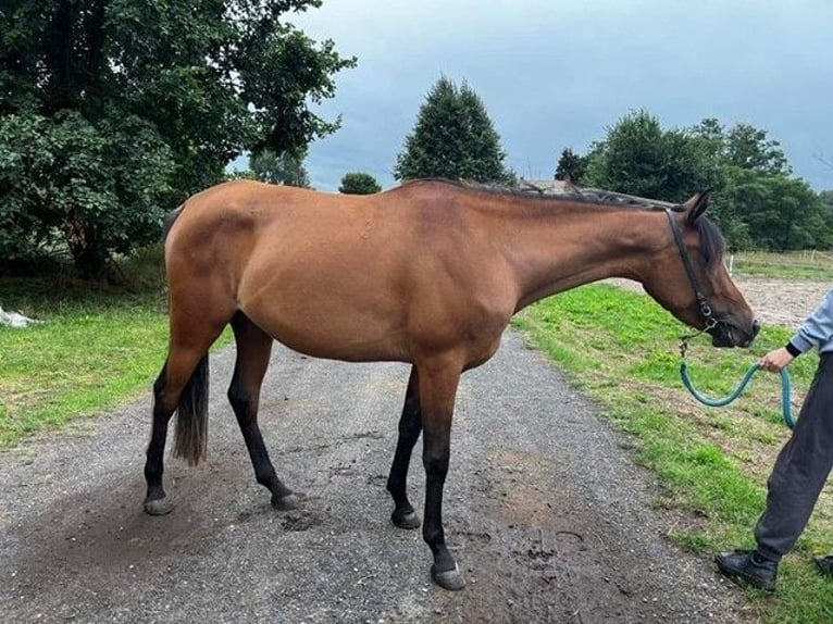 Arabo Shagya Giumenta 5 Anni 145 cm Baio chiaro in Senica