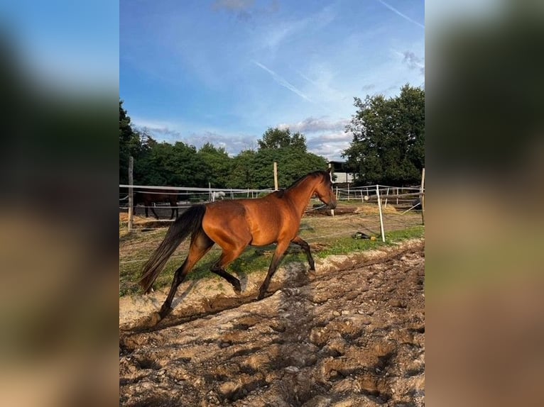 Arabo Shagya Giumenta 5 Anni 145 cm Baio chiaro in Senica