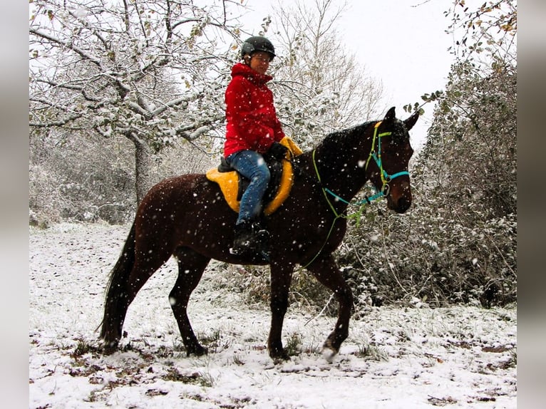 Arabo Shagya Giumenta 5 Anni 148 cm Baio in Kehl