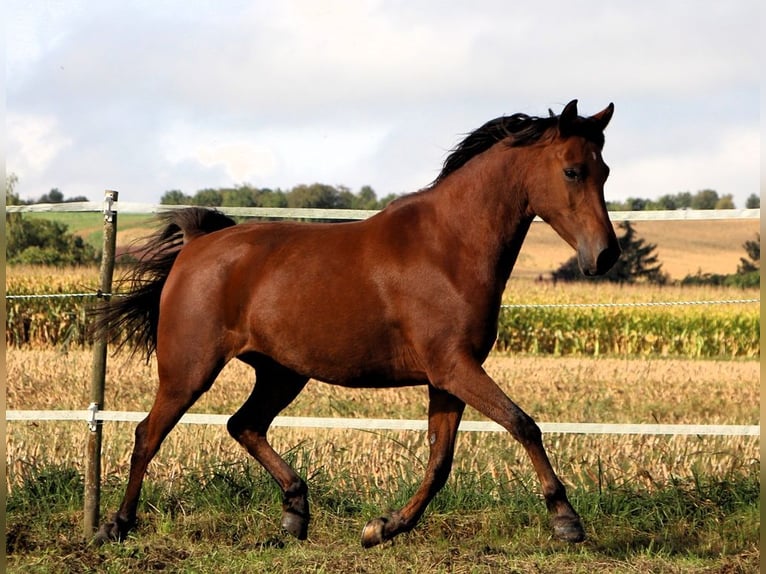 Arabo Shagya Giumenta 5 Anni 148 cm Baio in Kehl