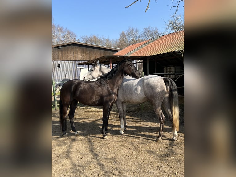 Arabo Shagya Giumenta 5 Anni 157 cm Morello in Wolfenb&#xFC;ttel