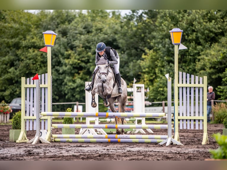 Arabo Shagya Giumenta 6 Anni 154 cm Grigio in Aukrug