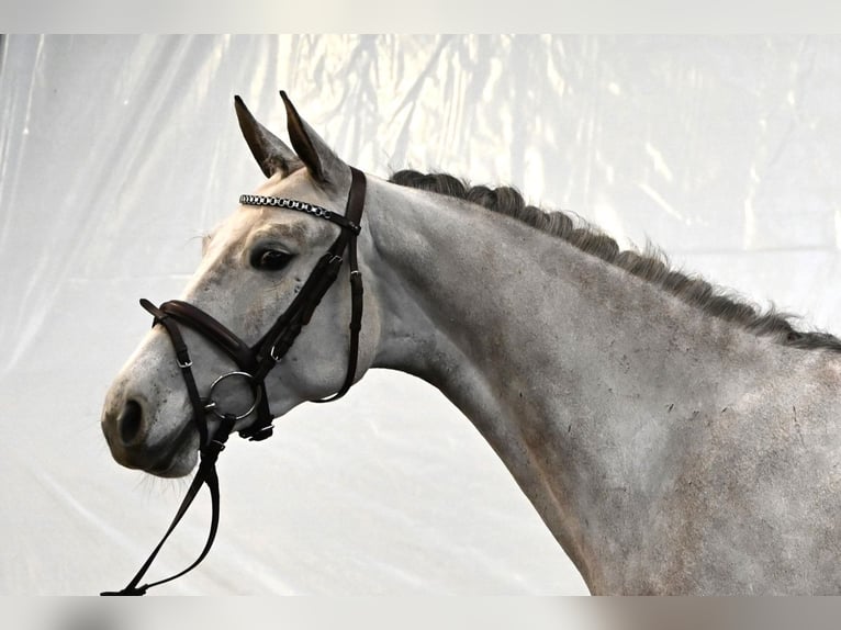 Arabo Shagya Giumenta 6 Anni 154 cm Grigio in Aukrug