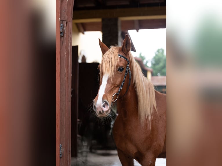 Arabo Shagya Giumenta 7 Anni 154 cm in Hantos